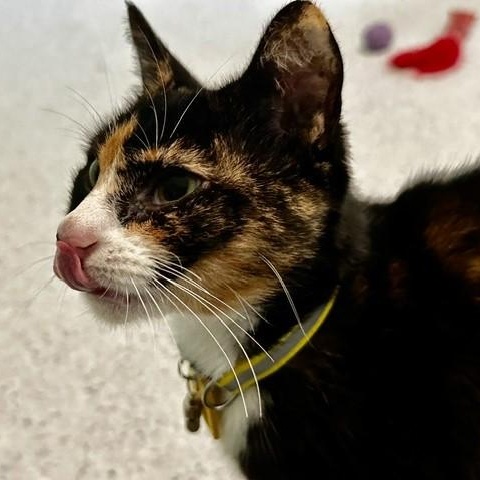 Twila - Lovely Dark Calico, an adopted Calico in Hoquiam, WA image 6/6