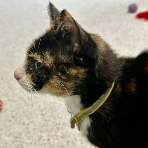 Twila - Lovely Dark Calico, an adopted Calico in Hoquiam, WA image 3/6