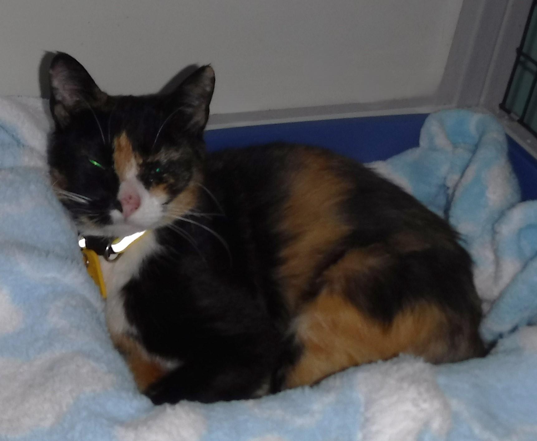 Twila - Lovely Dark Calico, an adopted Calico in Hoquiam, WA image 1/6