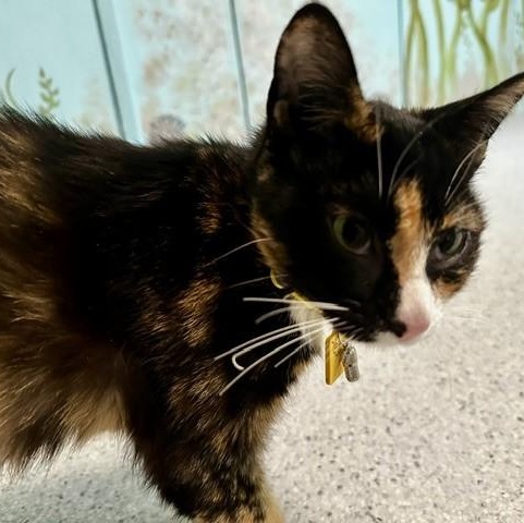 Twila - Lovely Dark Calico, an adopted Calico in Hoquiam, WA image 5/6