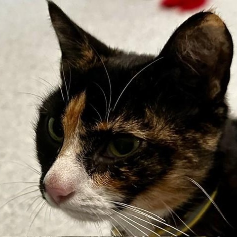 Twila - Lovely Dark Calico, an adopted Calico in Hoquiam, WA image 4/6