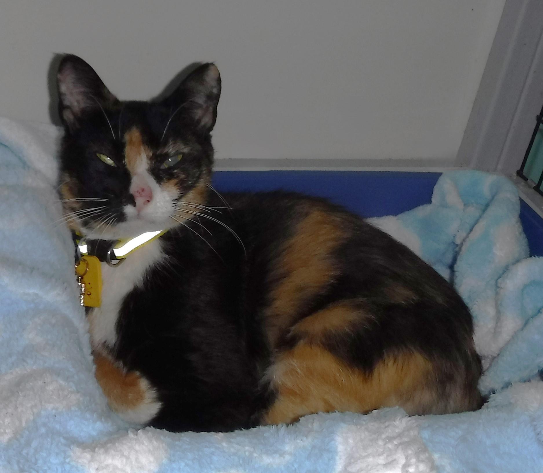 Twila - Lovely Dark Calico, an adopted Calico in Hoquiam, WA image 2/6