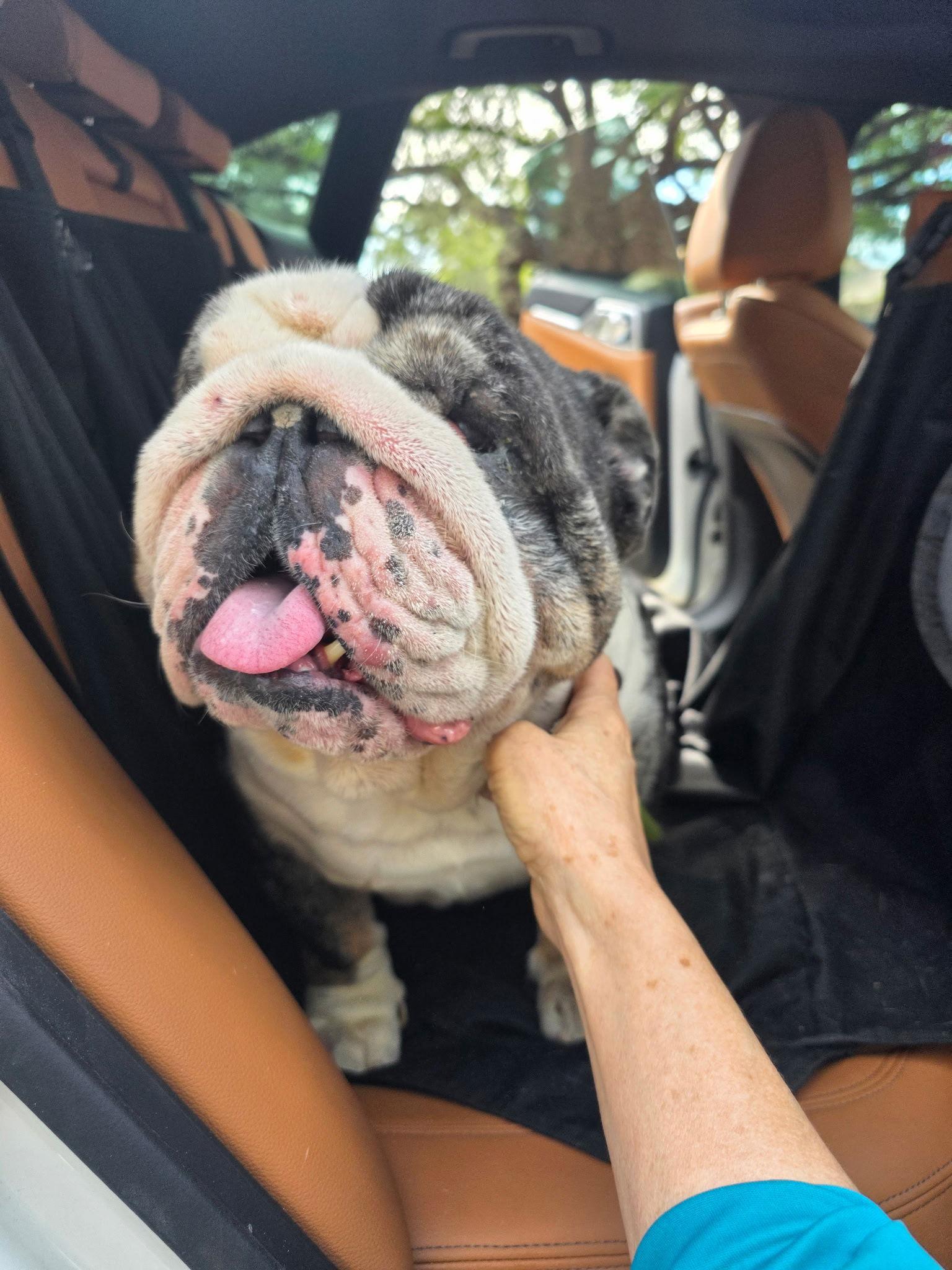 Butkus, Adoptable, Adult Male English Bulldog.