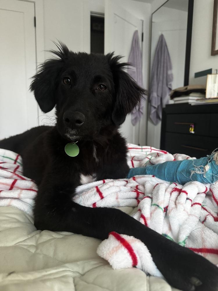 Enlarge Baby, a Adoptable mixed breed in Manhattan, NY image 3/4