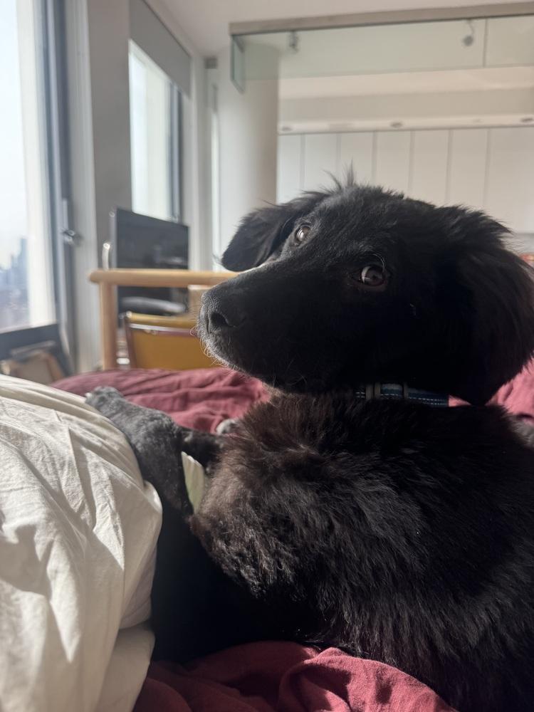 Enlarge Baby, a Adoptable mixed breed in Manhattan, NY image 1/3