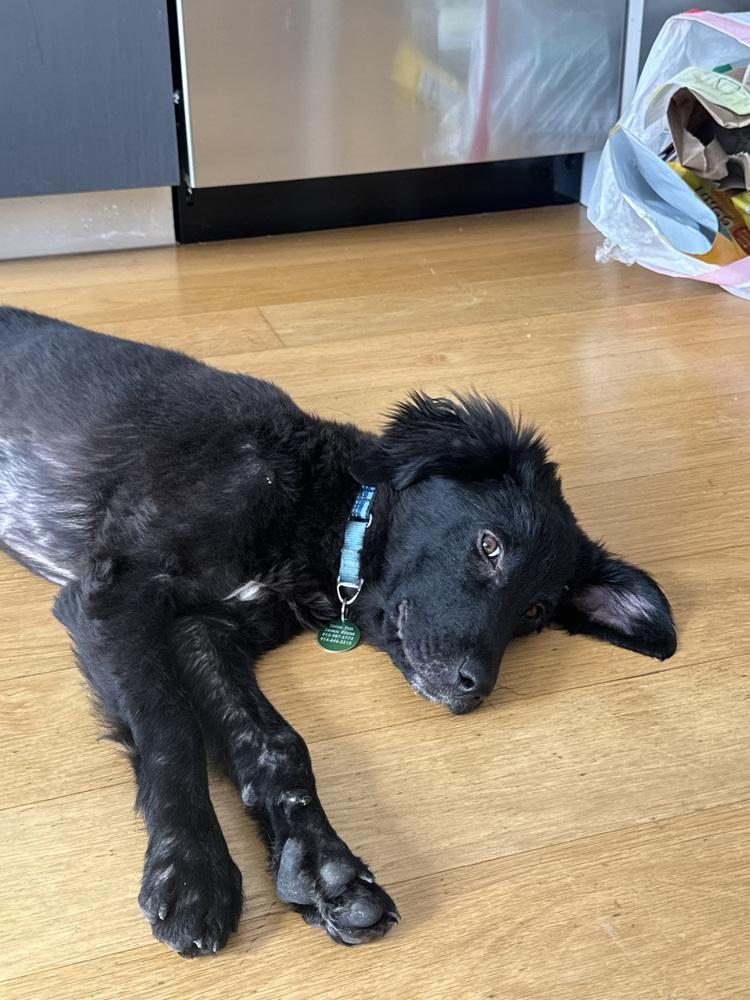 Enlarge Baby, a Adoptable mixed breed in Manhattan, NY image 2/3