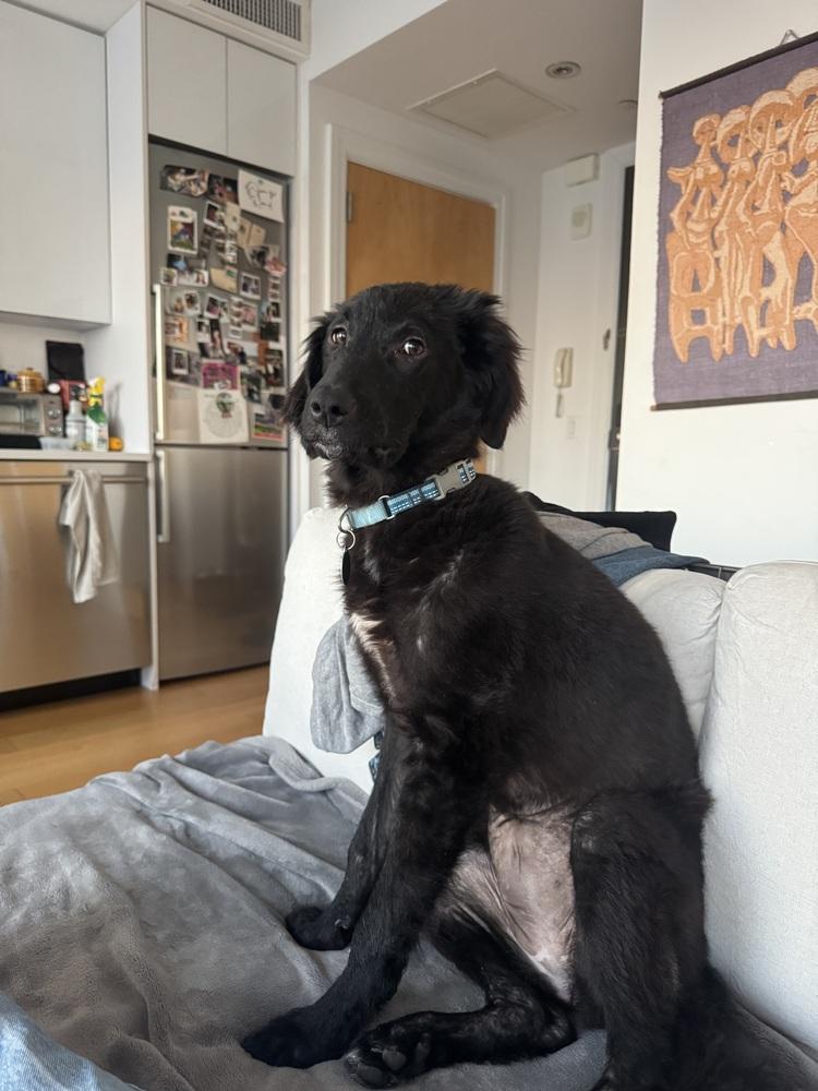 Enlarge Baby, a Adoptable mixed breed in Manhattan, NY image 3/3