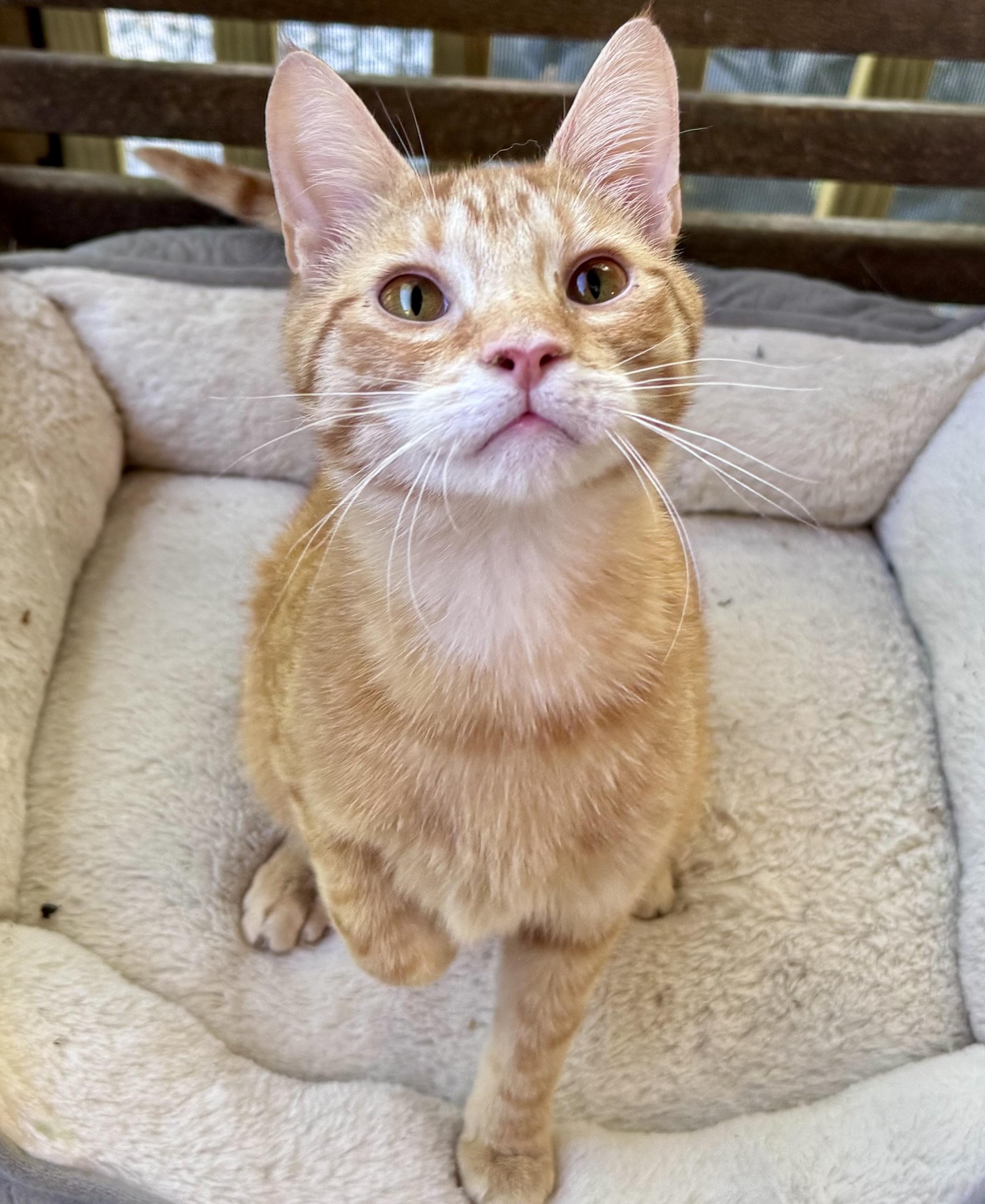Twix, ADOPTABLE, Young Male Domestic Short Hair.