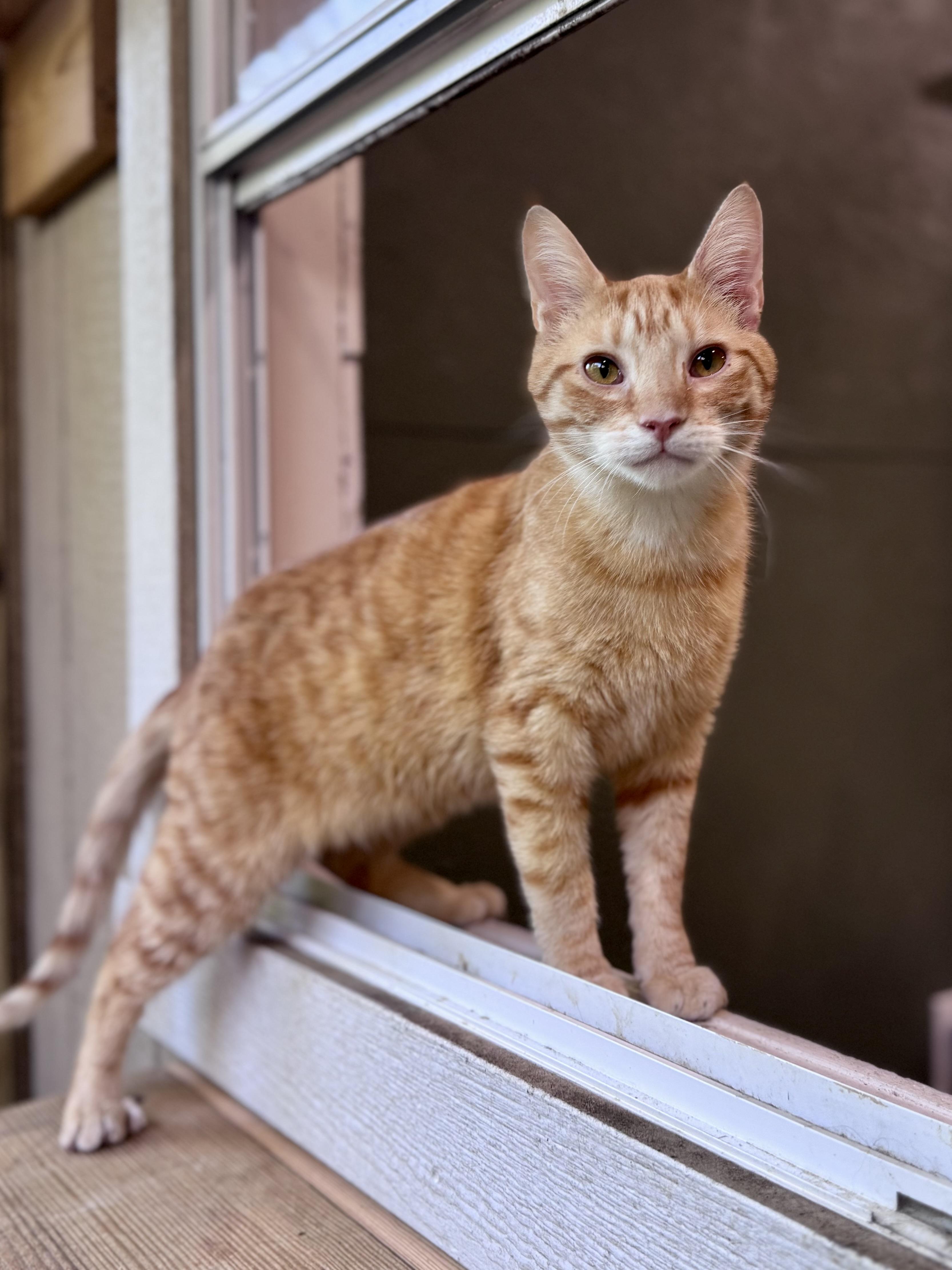 Enlarge Twix, a ADOPTABLE Domestic Short Hair in Rixeyville, VA image 4/5