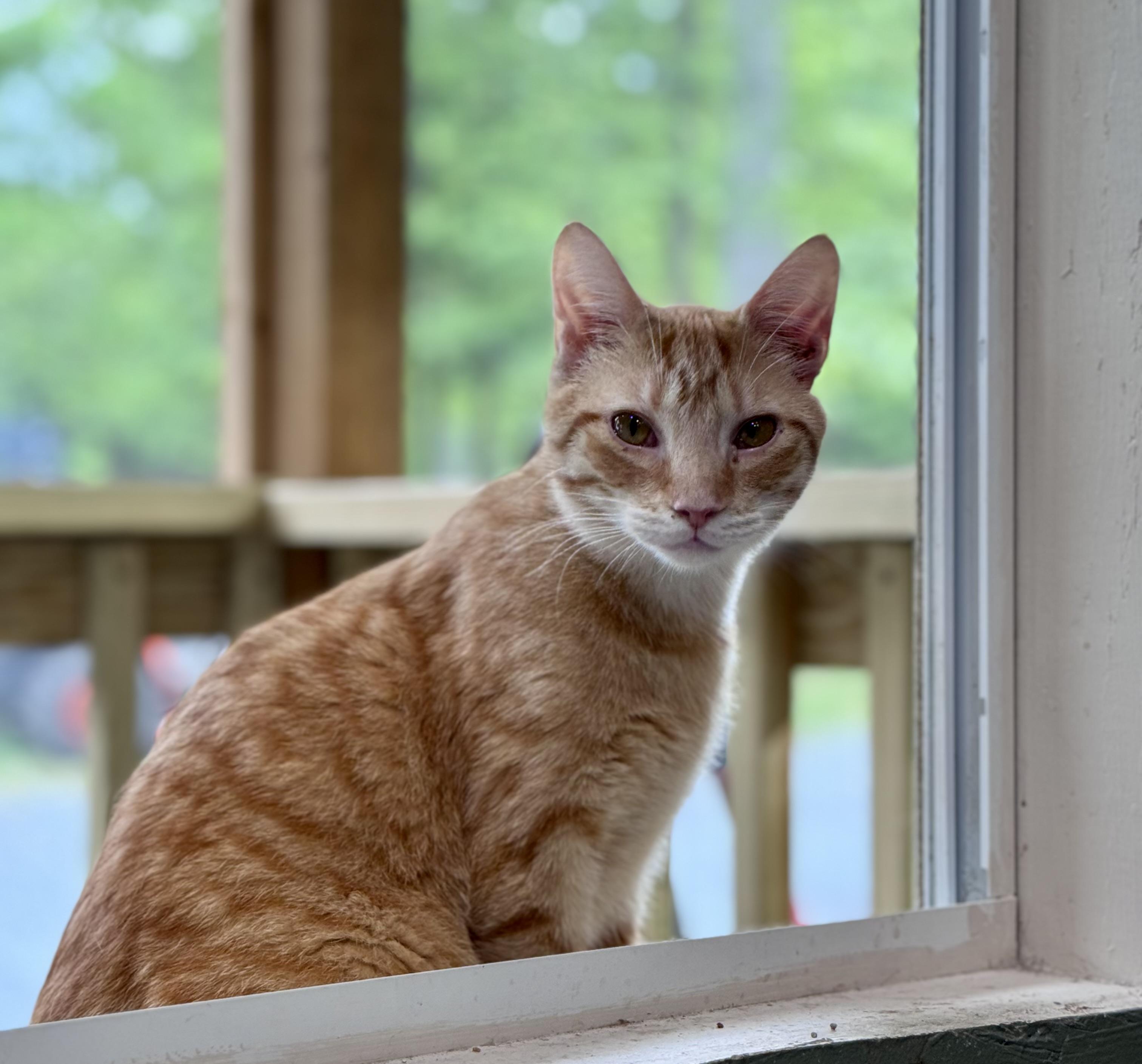 Enlarge Twix, a ADOPTABLE Domestic Short Hair in Rixeyville, VA image 3/5