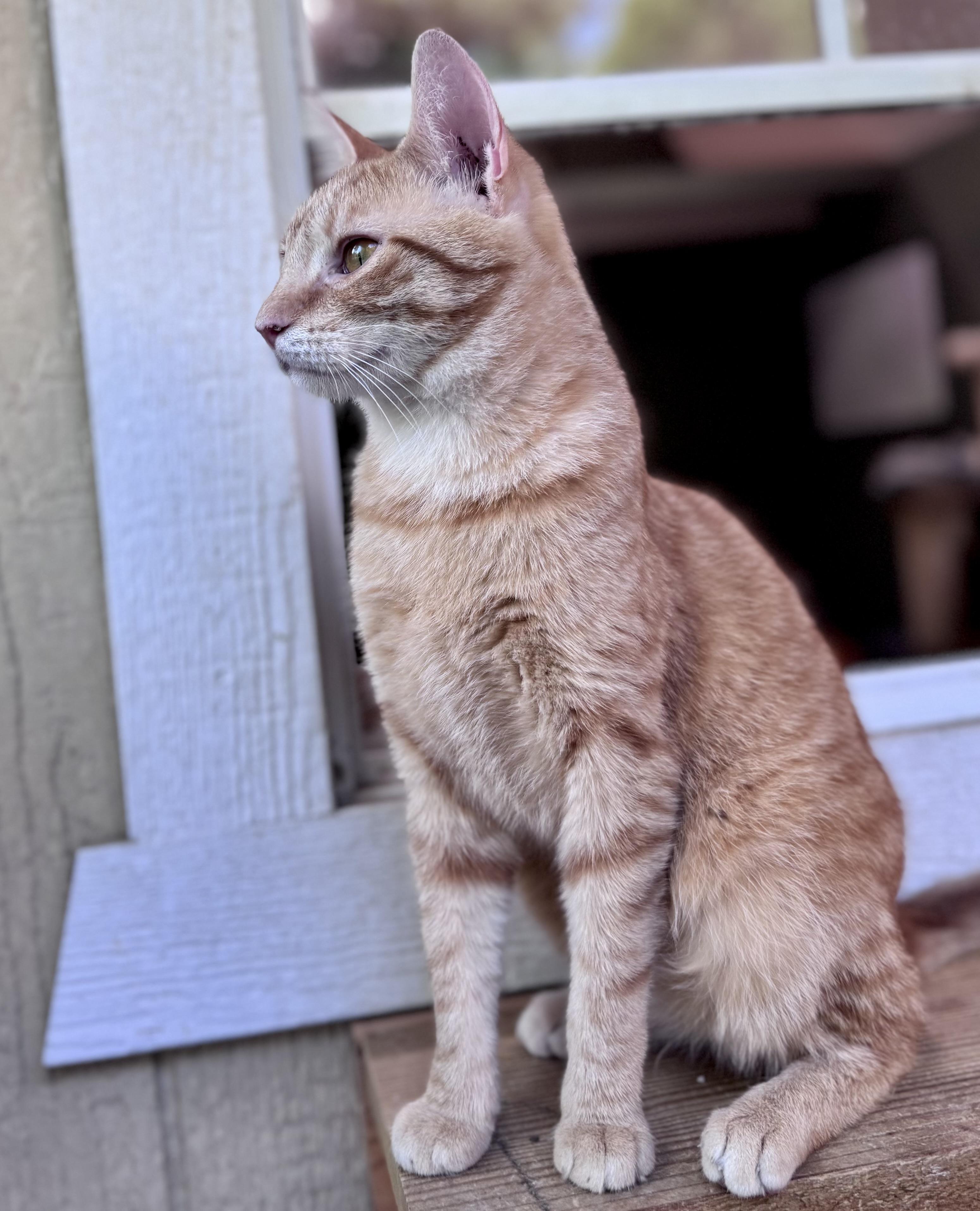 Enlarge Twix, a ADOPTABLE Domestic Short Hair in Rixeyville, VA image 2/5