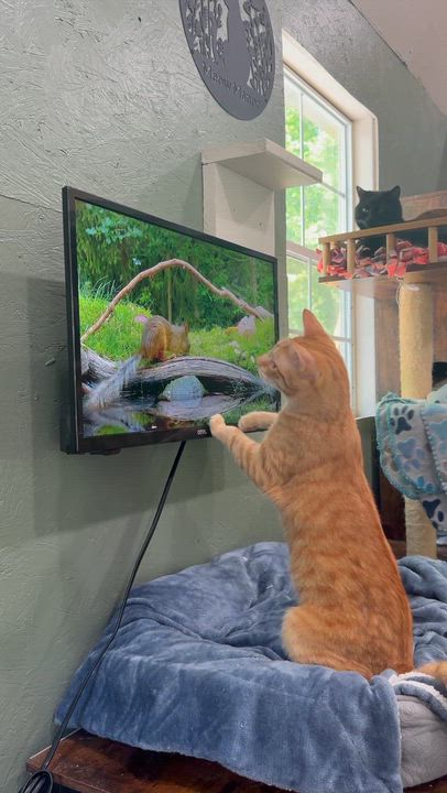 Enlarge Twix, a ADOPTABLE Domestic Short Hair in Rixeyville, VA video 5/5
