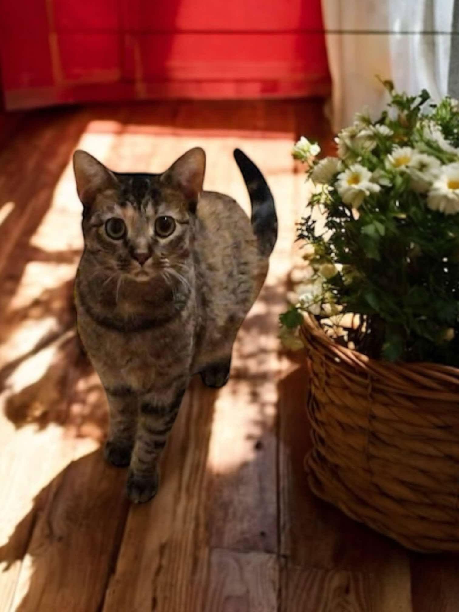 Enlarge Pamela, a Adoptable Torbie in Dalzell, IL image 1/3