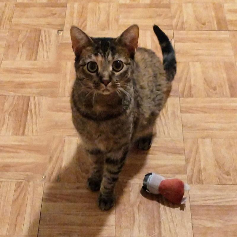 Enlarge Pamela, a Adoptable Torbie in Dalzell, IL image 2/3