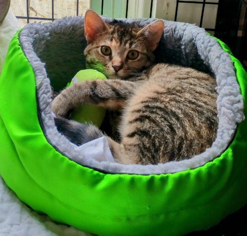 Enlarge Pamela, a Adoptable Torbie in Dalzell, IL image 3/3