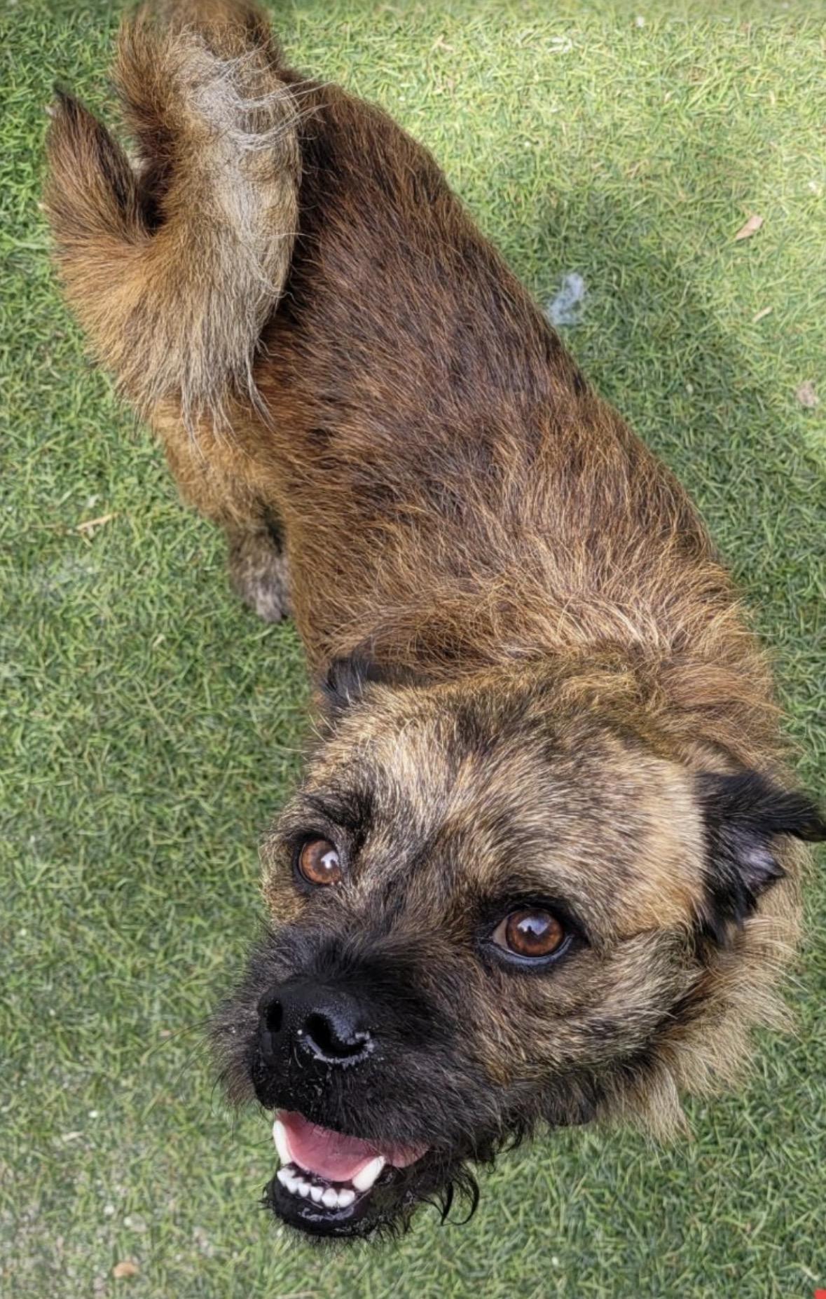 Tigger, a ADOPTABLE mixed breed in Boca Raton, FL image 2/2