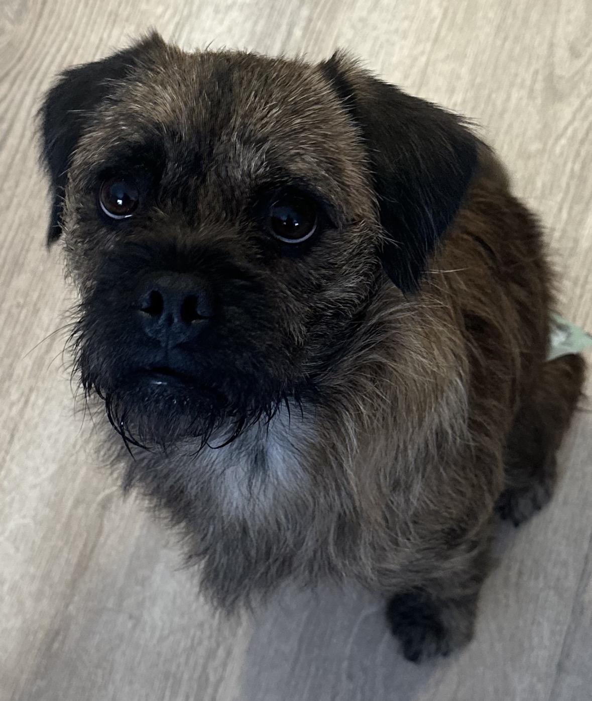 Tigger, a ADOPTABLE mixed breed in Boca Raton, FL image 1/2
