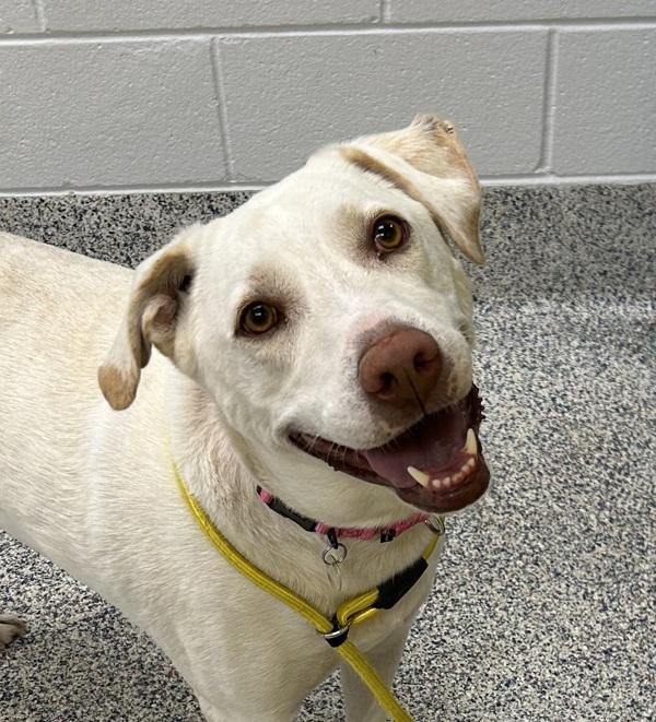 Buddy, Adoptable, Adult Male Great Pyrenees & Pit Bull Terrier.