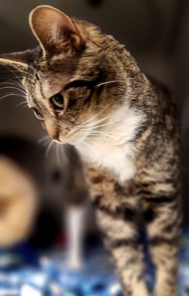 Enlarge Loki, a Adoptable Domestic Short Hair in Anoka, MN image 2/6