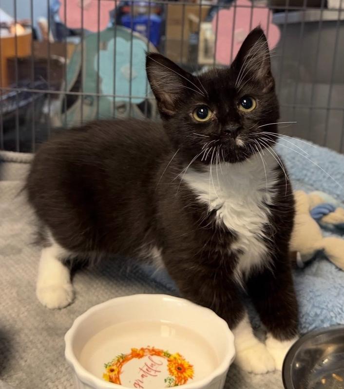 Clyde, Adoptable, Kitten Male Domestic Short Hair.