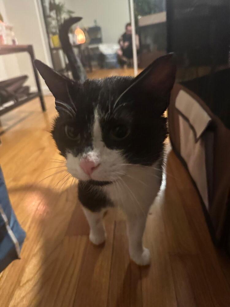 Cachubo, a Adoptable Domestic Short Hair in Oak Park, MI image 1/3