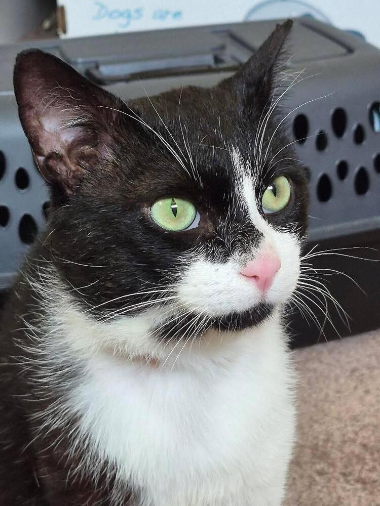 Cachubo, a Adoptable Domestic Short Hair in Oak Park, MI image 3/3