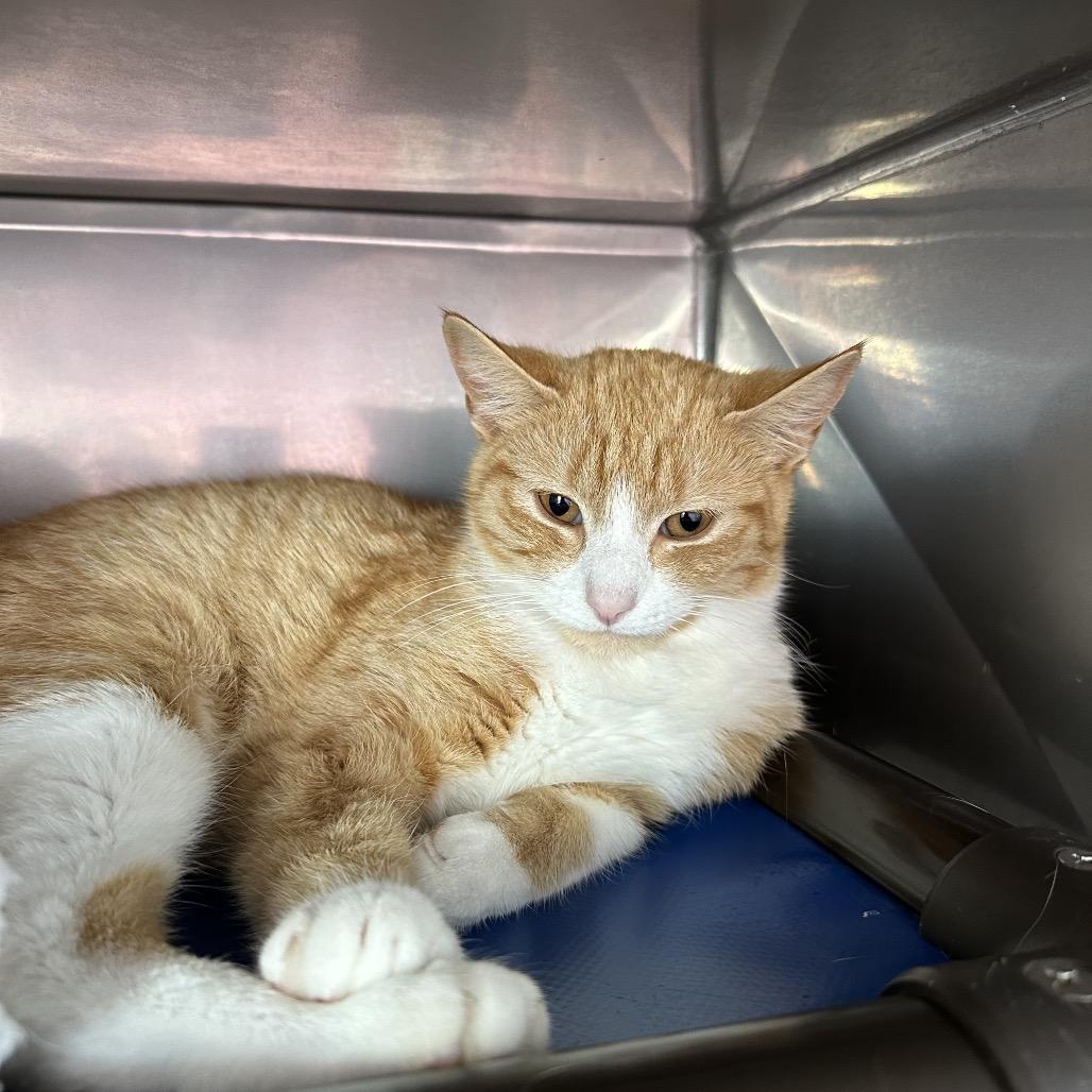 Copper, Adoptable, Adult Female Domestic Short Hair.