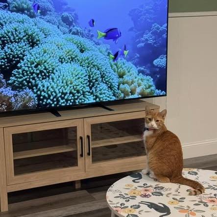 Copper, a Adoptable Domestic Short Hair in Jefferson city, TN image 2/3