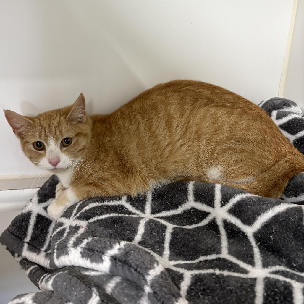 Copper, a Adoptable Domestic Short Hair in Jefferson city, TN image 3/3