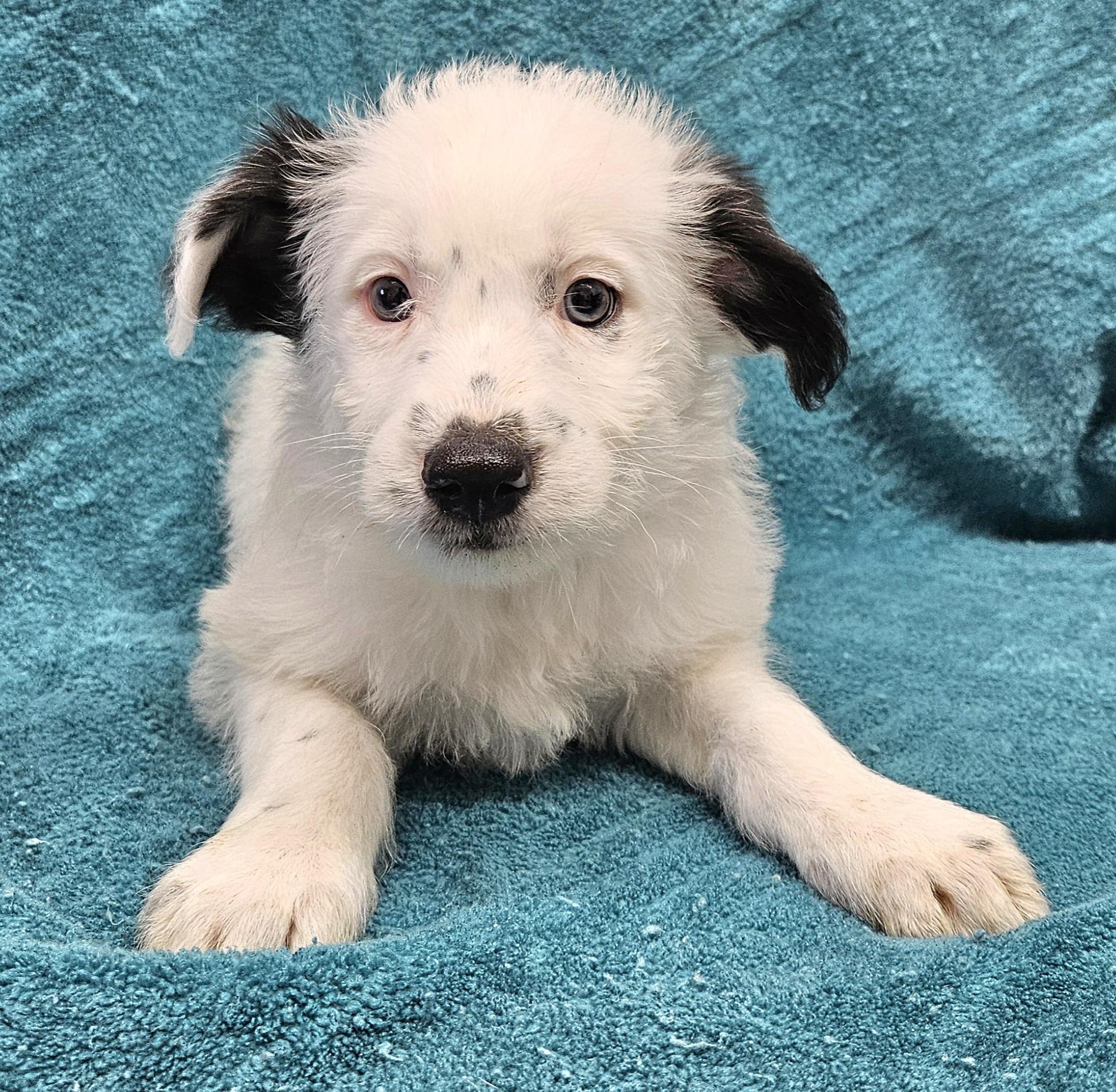 Enlarge Campbell, a Adoptable mixed breed in Los Angeles, CA image 1/2