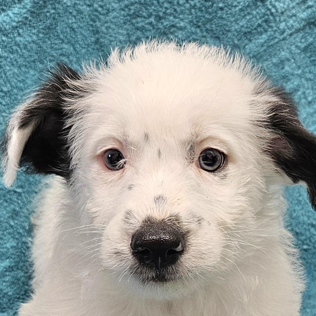 Enlarge Campbell, a Adoptable mixed breed in Los Angeles, CA image 2/2