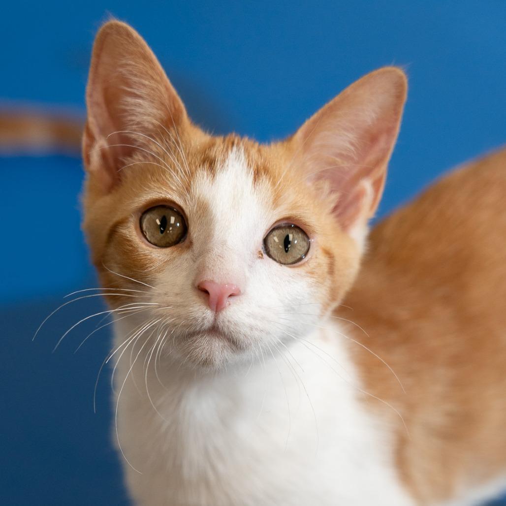 Enlarge Waffles, a Adoptable Domestic Short Hair in Durango, CO image 2/5