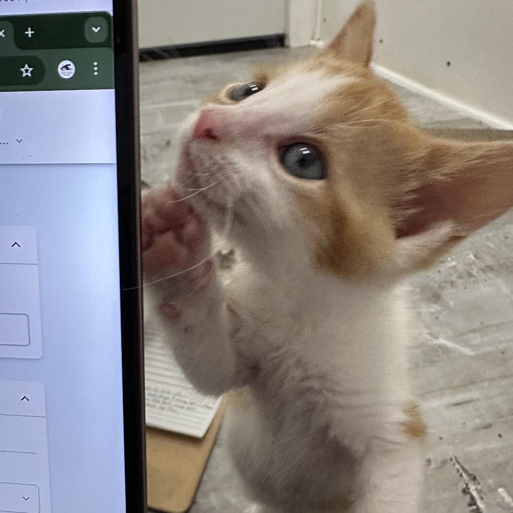 Enlarge Waffles, a Adoptable Domestic Short Hair in Durango, CO image 3/5