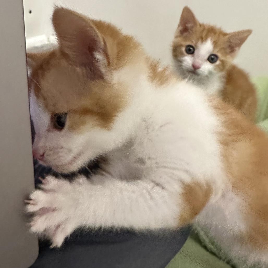 Enlarge Waffles, a Adoptable Domestic Short Hair in Durango, CO image 4/5