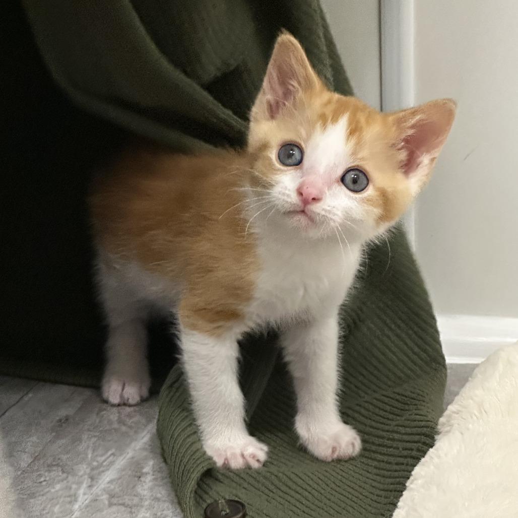 Enlarge Waffles, a Adoptable Domestic Short Hair in Durango, CO image 5/5