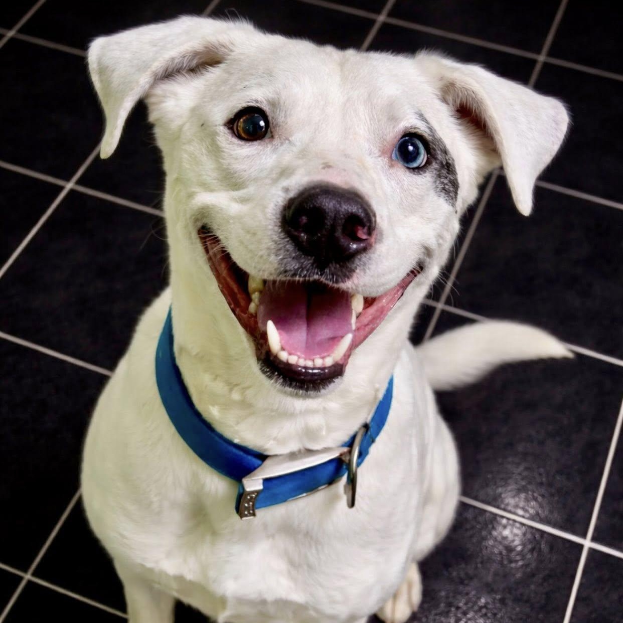 Enlarge Winston, a ADOPTABLE mixed breed in Battle Creek, MI image 1/1