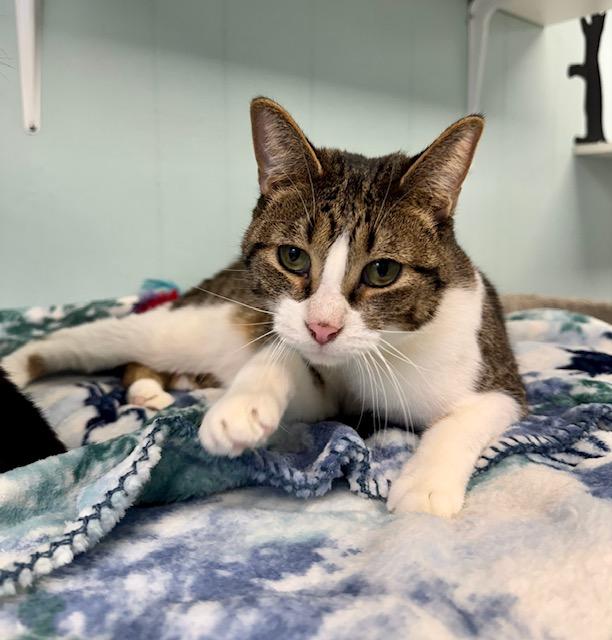 Albie *, a Adoptable Domestic Short Hair in Douglas, MI image 1/6