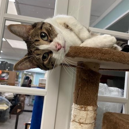 Albie *, a Adoptable Domestic Short Hair in Douglas, MI image 2/6