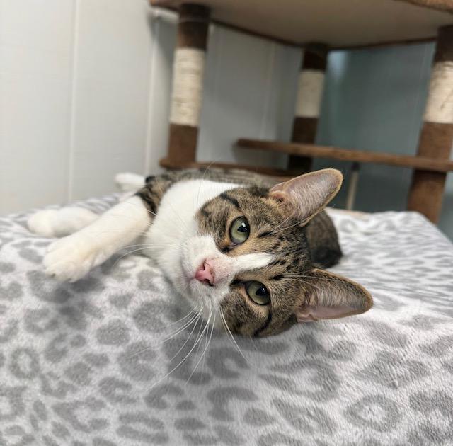 Albie *, a Adoptable Domestic Short Hair in Douglas, MI image 5/6