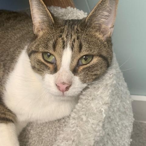 Albie *, a Adoptable Domestic Short Hair in Douglas, MI image 6/6