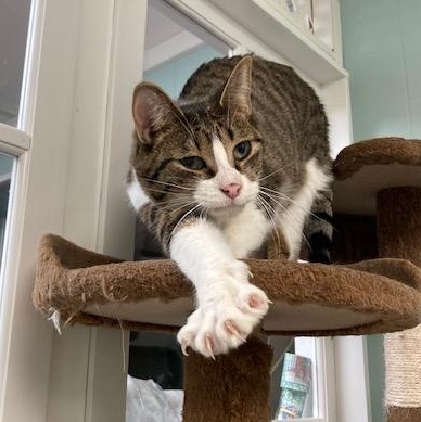 Albie *, a Adoptable Domestic Short Hair in Douglas, MI image 3/6