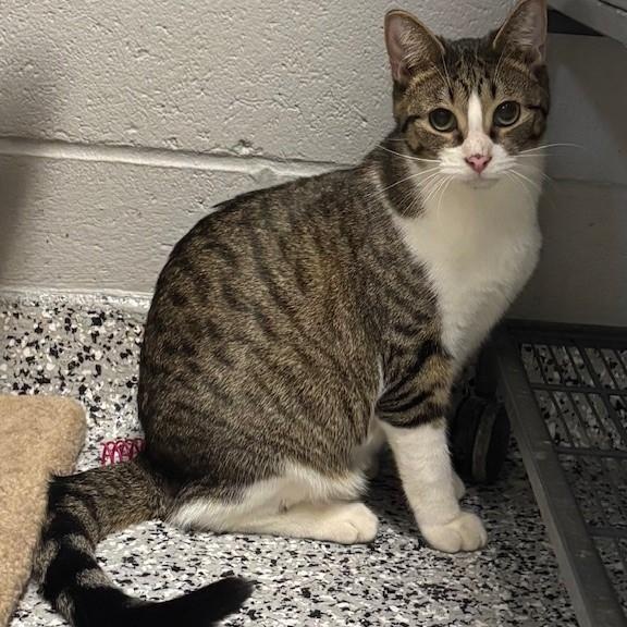 Albie *, a Adoptable Domestic Short Hair in Douglas, MI image 4/6