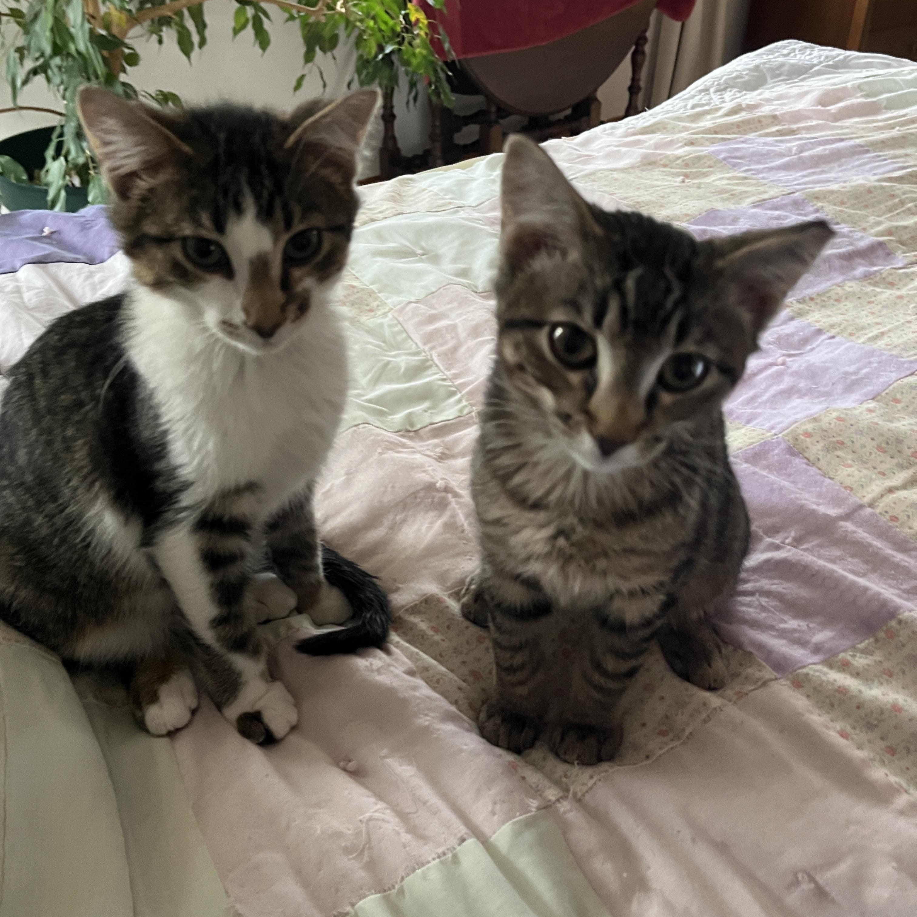 Odyssey (Bonded with Illiad), a Adoptable Domestic Short Hair in Wheeling, IL image 2/4