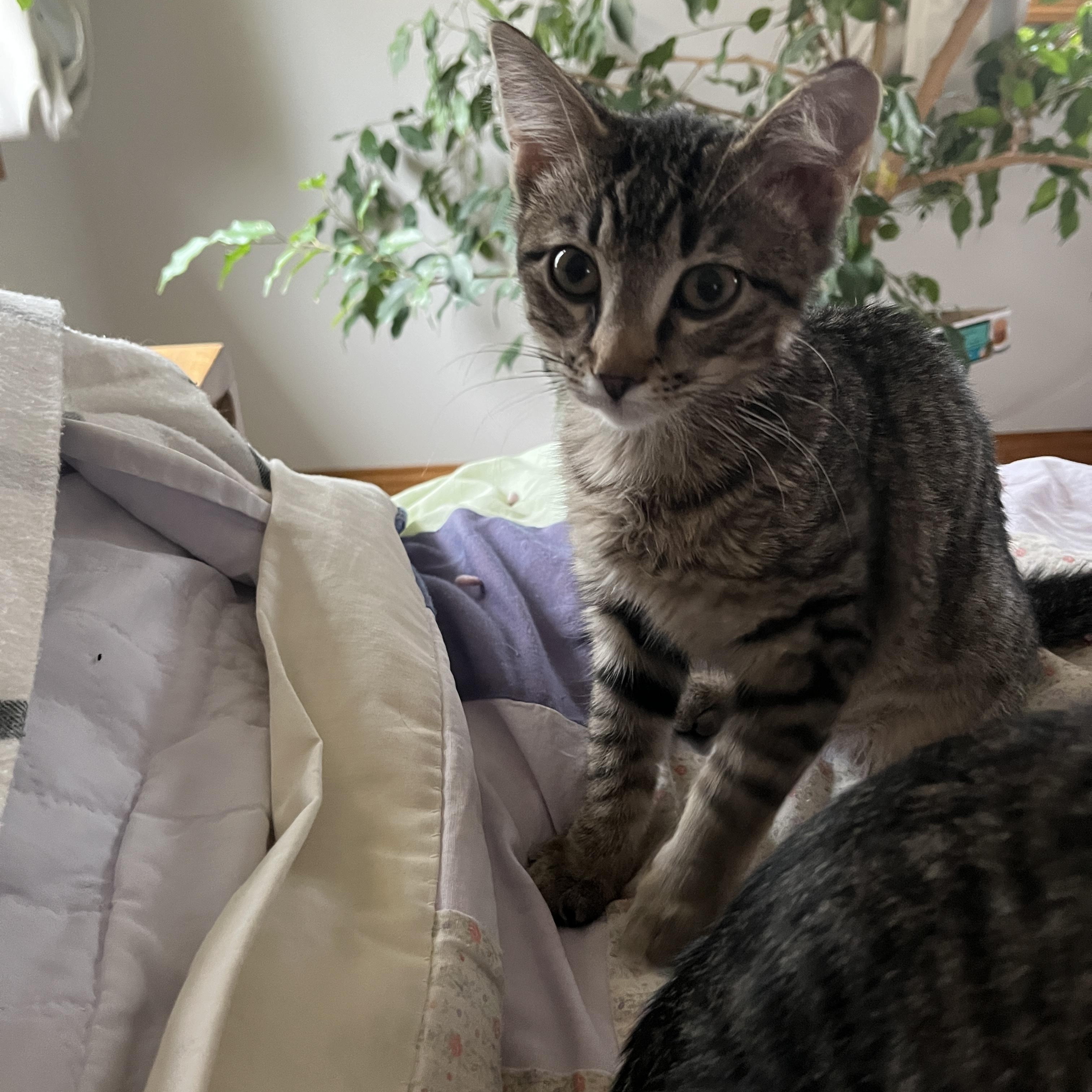 Odyssey (Bonded with Illiad), Adoptable, Young Female Domestic Short Hair.