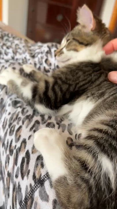 Enlarge Odyssey (Bonded with Illiad), a Adoptable Domestic Short Hair in Wheeling, IL video 4/4