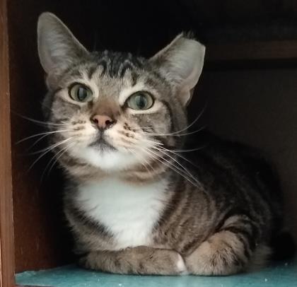 FLEUR, Adoptable, Kitten Female Domestic Short Hair & Domestic Short Hair.