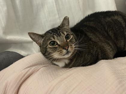 Enlarge FLEUR, a Adoptable mixed breed in Hillsboro, OR image 2/3