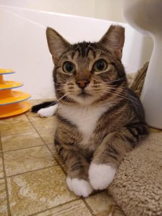 Enlarge FLEUR, a Adoptable mixed breed in Hillsboro, OR image 3/3