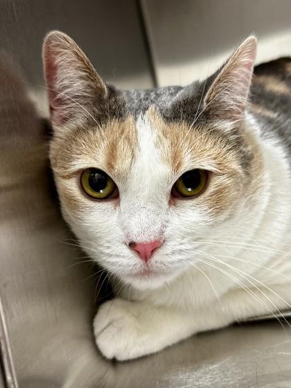 Clover, Adoptable, Adult Female Domestic Short Hair.