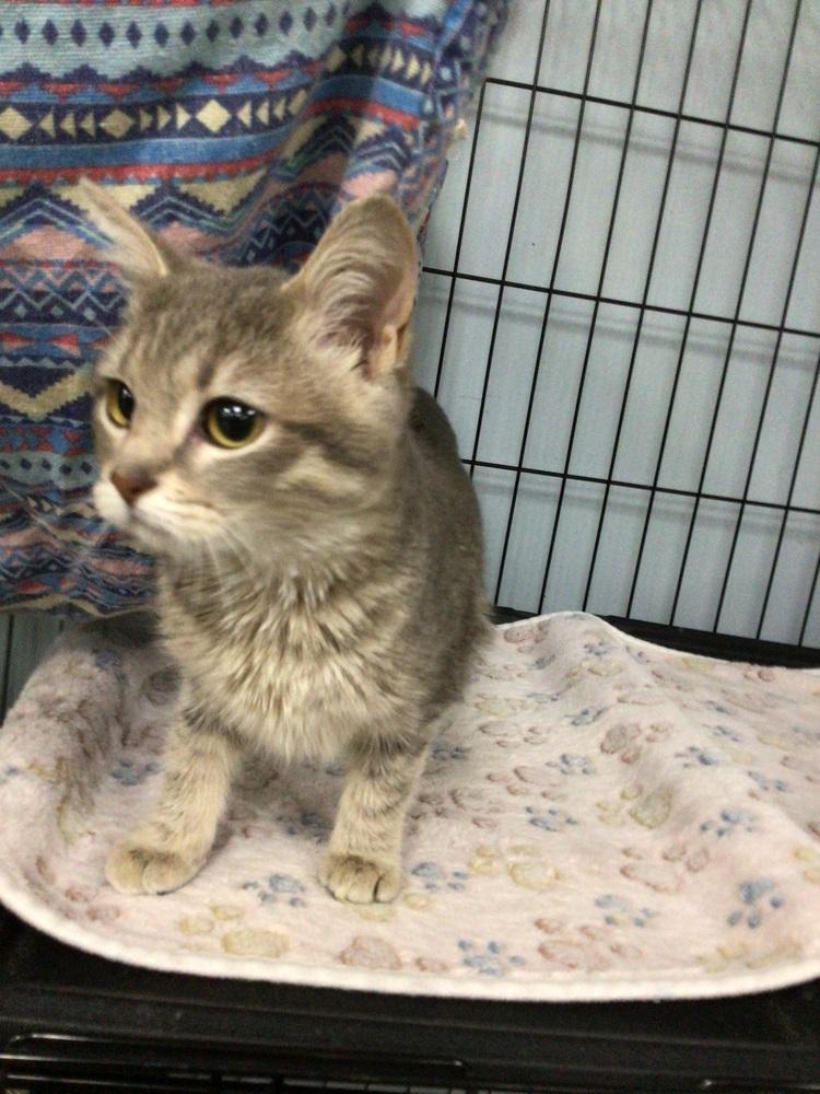 Enlarge Maple, a Adoptable Domestic Short Hair in Logansport , IN image 1/1